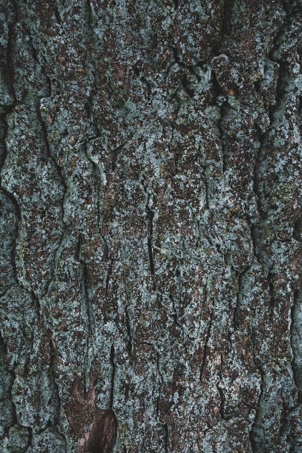 Cracked rough brown and turquoise tree stock photo