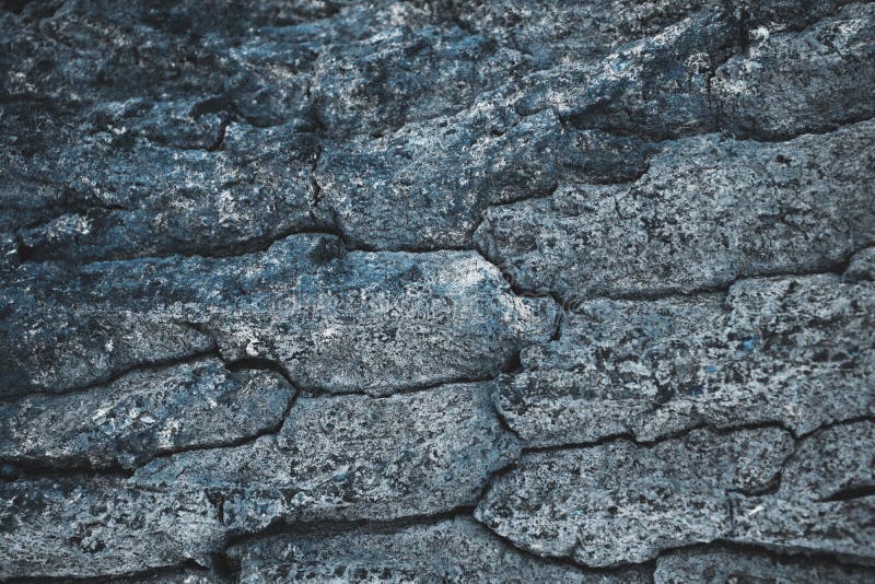 Cracked rough gray tree royalty free stock photo