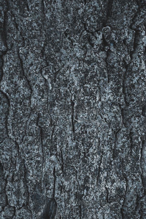 Cracked rough gray tree royalty free stock photography