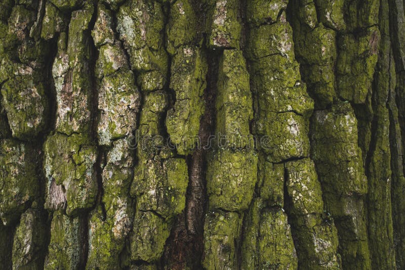 Cracked rough green tree stock photos