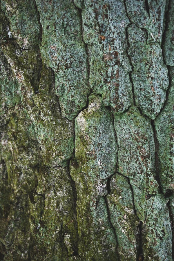 Cracked rough green tree stock image