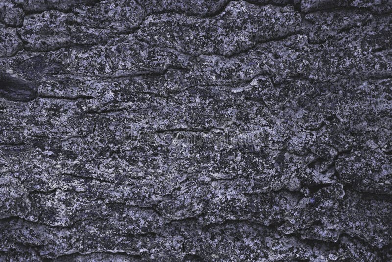 Cracked rough purple tree bark background royalty free stock photography