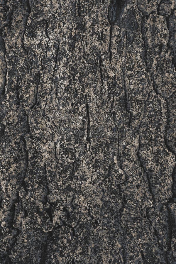 Cracked rough tree bark background stock photography