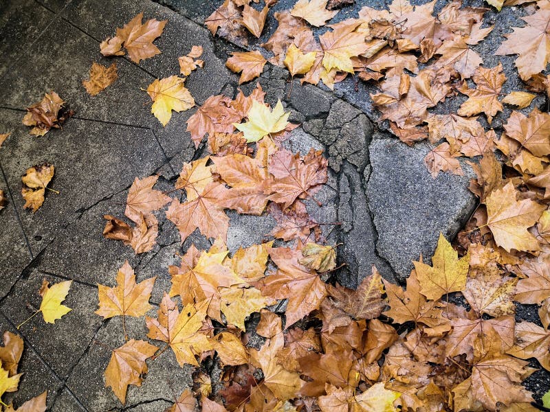 Cracked Sidewalk Covered with Plane Tree Leaves and Rain in Autumn