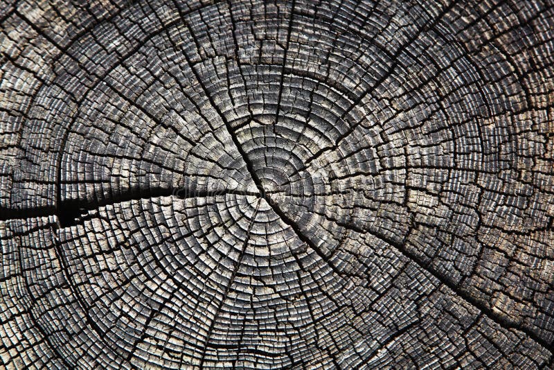 Cracked tree stump