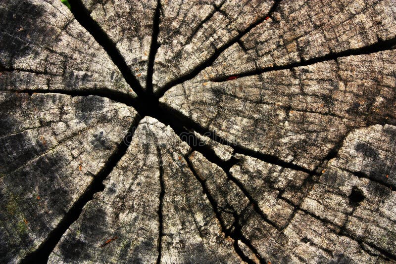 Cracked of wood