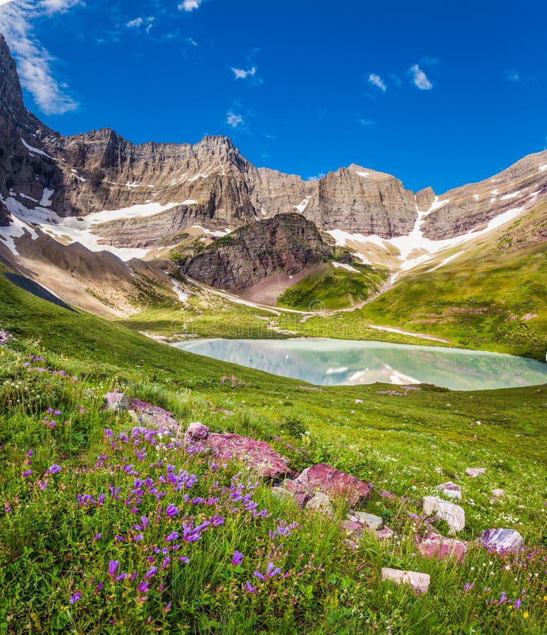 Cracker Lake and wild lilies in Glacier national park, Montana
