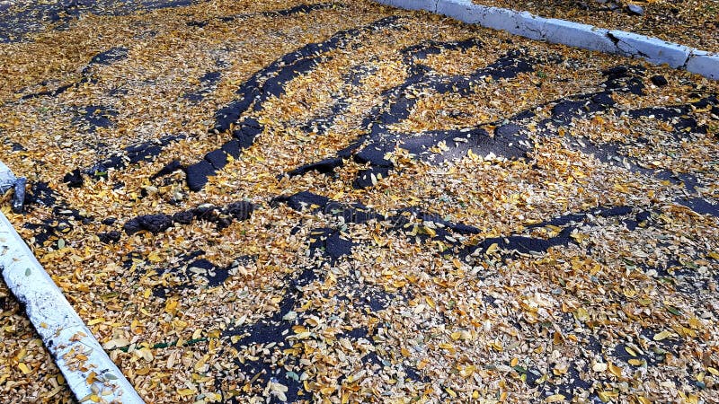 Cracks from tree roots on rough sidewalk covered with fallen yellow leaves royalty free stock photo