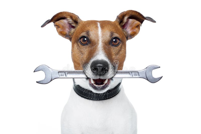 Craftsman dog royalty free stock image