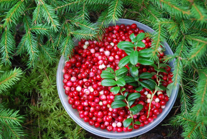 Cranberries