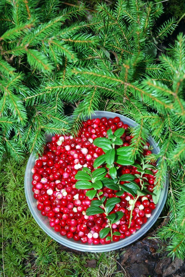 Cranberries