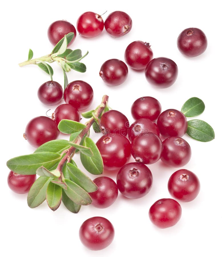 Cranberries with leaves. stock photo. Image of cranberry 35846708