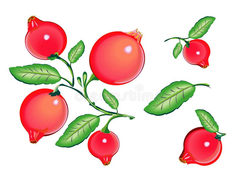 cranberries clip art