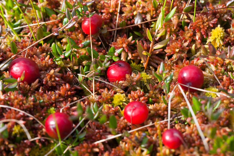 Cranberries stock image. Image of leaf, food, fruit, triple 11161943