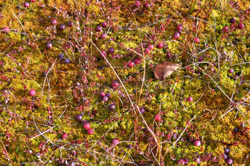 Cranberries on the Swamp in the Moss Stock Photo Image of moss, plant