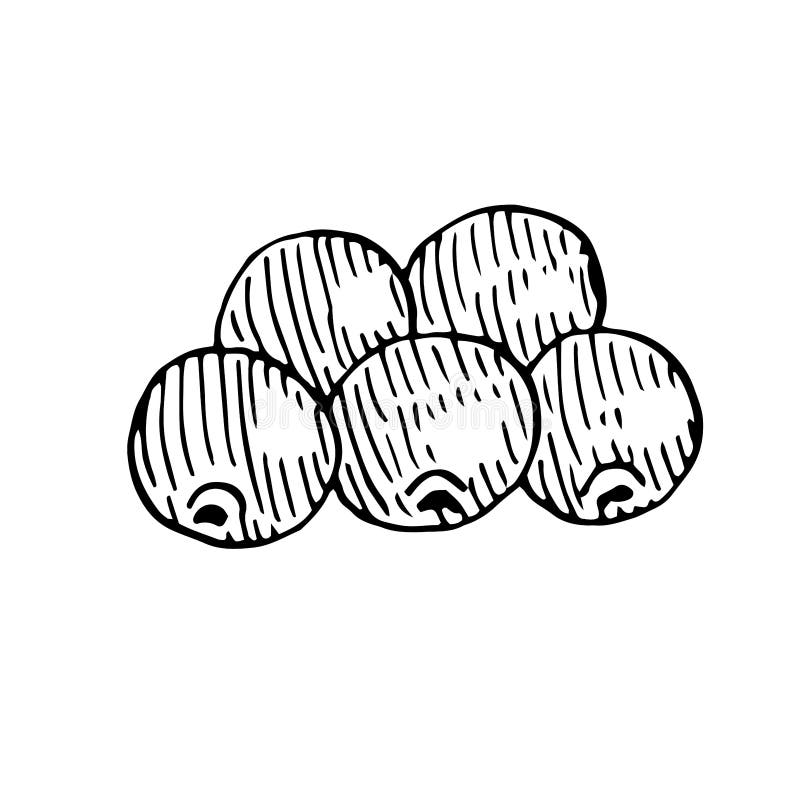 Cranberries Drawing Stock Illustrations 923 Cranberries Drawing Stock