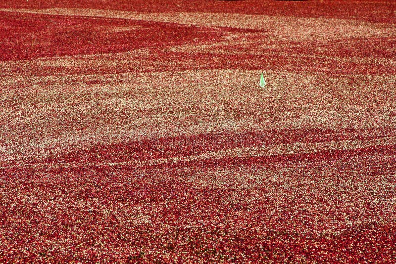Cranberry Bog at Harvest Time Stock Image Image of autumn, water
