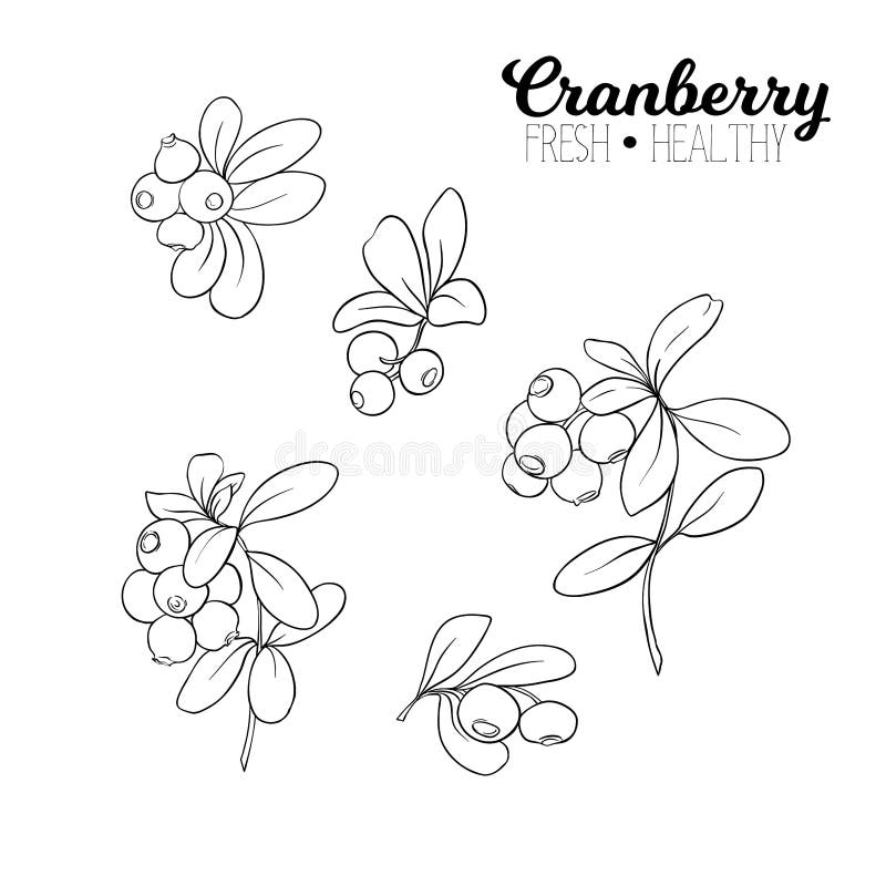 Hand Drawn Forest Berry. Blueberry, Bilberry. Vector Sketch Illustration  Stock Vector - Illustration of huckleberry, drawing: 126680133
