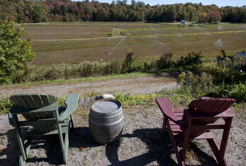 Cranberry Fields in Bala Ontario Stock Photo Image of organic, fall