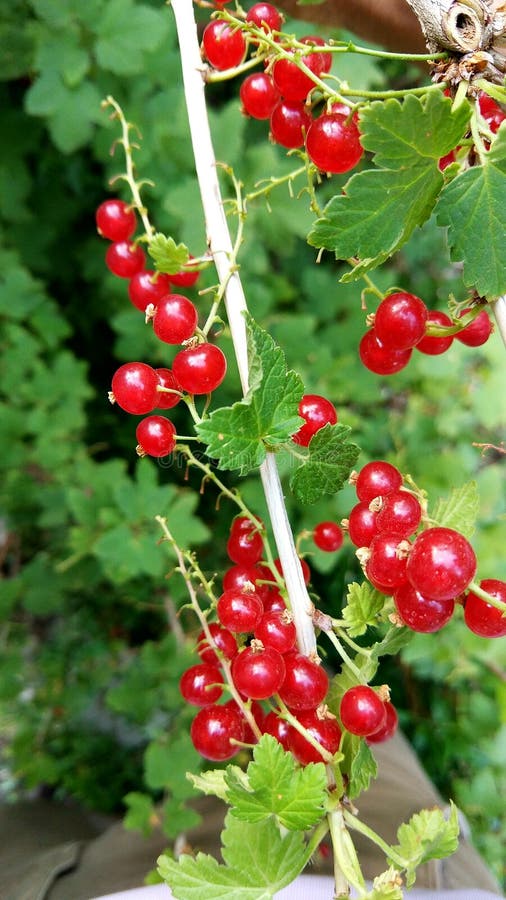Cranberry fruit stock image. Image of nature, cranberry 123716659