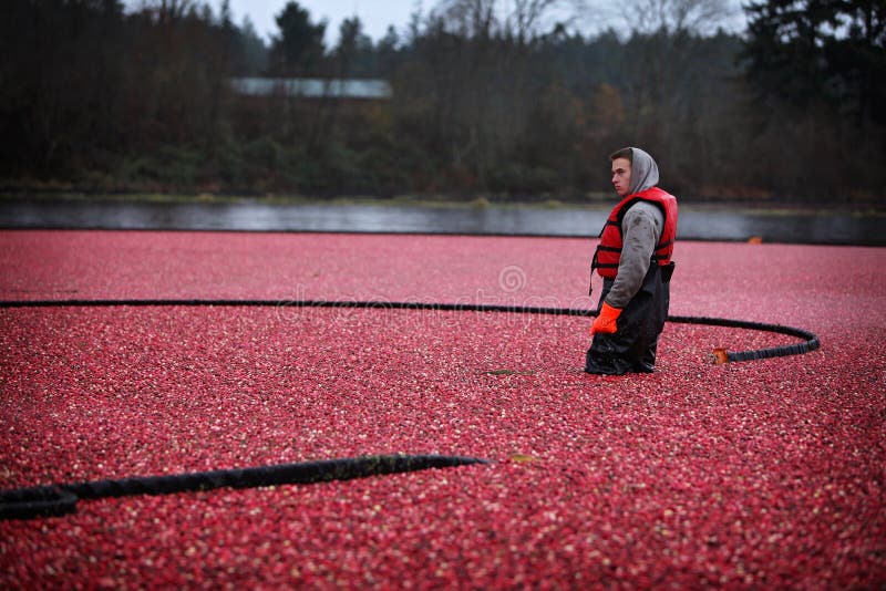 Cranberry Harvesting stock image. Image of healthy, field 47576763