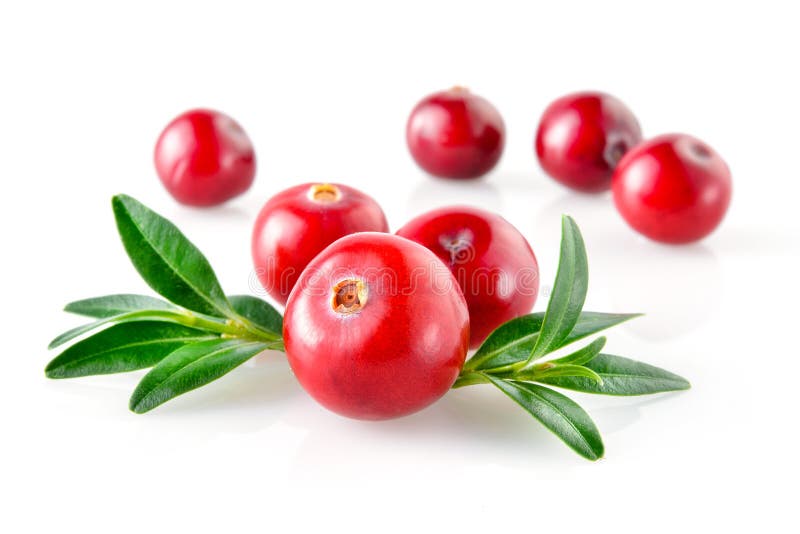 Cranberry with Leaves in Closeup Stock Image Image of object, fresh