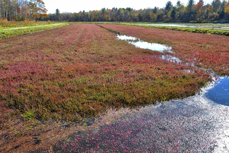 Cranberry Marsh and Lily Pads Stock Photo Image of reddish, muskoka