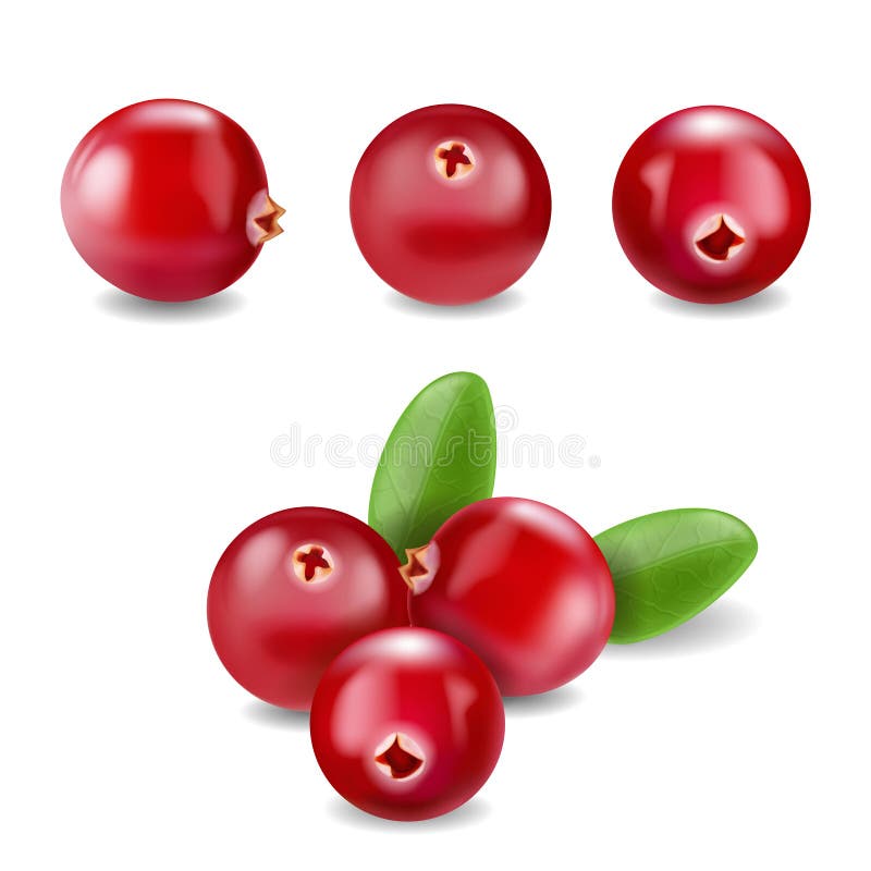 Cranberry realistyczny Wektorowy ilustration ilustracja wektor Cranberry realistyczny Wektorowy ilustration ilustracja wektor