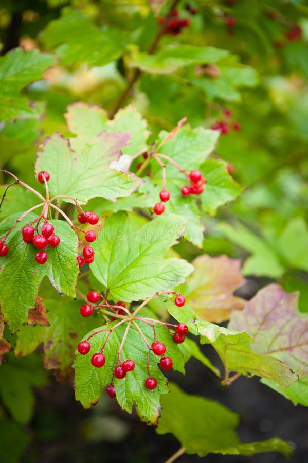 Red Cranberry Tree Leaves stock photo. Image of bright 34404238