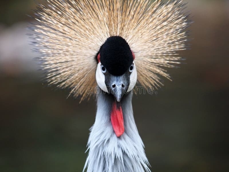 Crane Bird imagen de archivo libre de regalías Crane Bird imagen de archivo libre de regalías