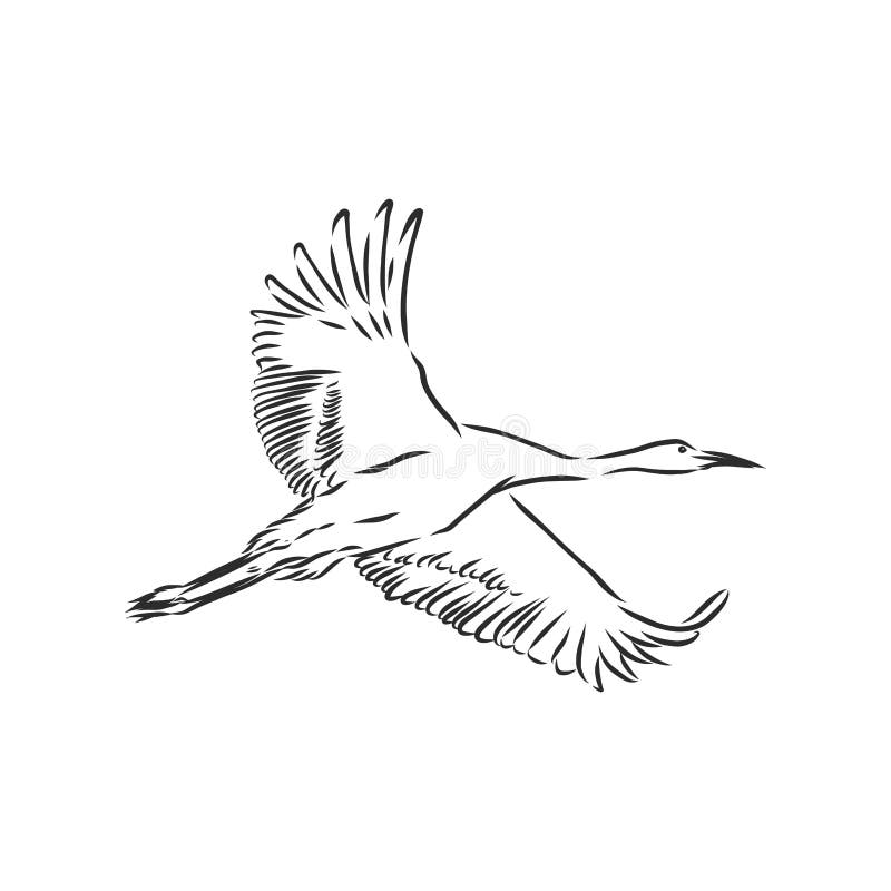Premium Vector | Japanese crane bird vintage watercolor illustration
