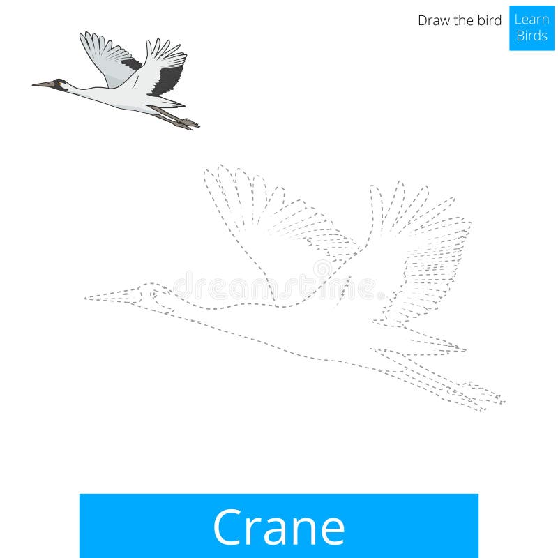 Flying Sandhill Crane Illustration / Crane Bird Drawing / Flying Crane  Throw Pillow by Laura Maxwell | Crane drawing, Crane bird, Bird drawings