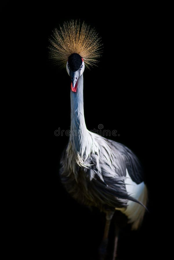 crane crown grey fotografia royalty free crane crown grey fotografia royalty free