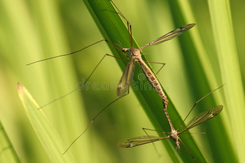 Crane flies