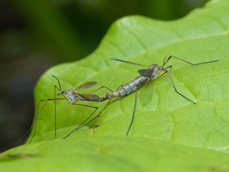 Crane Flies Mating sur une feuille photographie stock libre de droits Crane Flies Mating sur une feuille photographie stock libre de droits