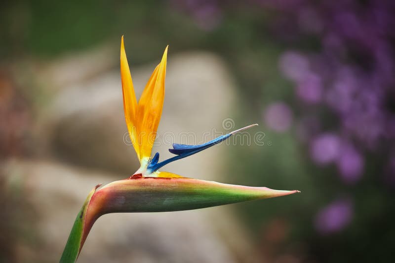 Crane flower Strelitzia reginae at springtime in a garden of Spain stock photo Crane flower Strelitzia reginae at springtime in a garden of Spain stock photo