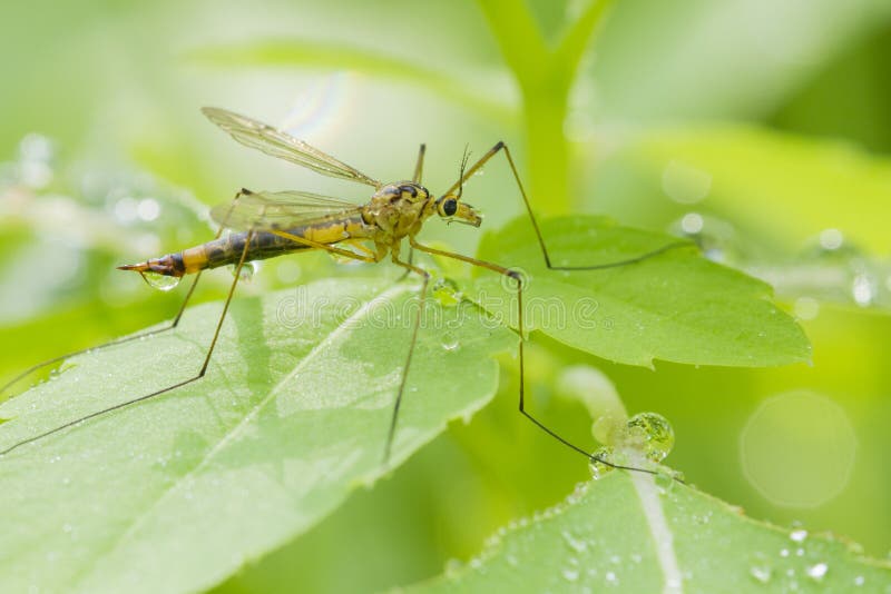 Crane fly stock photo. Image of proboscis, biting, illness 32683330