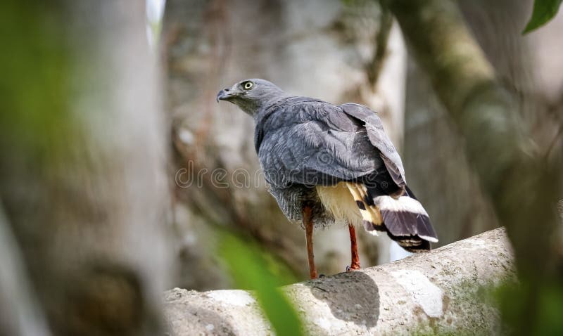 Crane Hawk from the back sitting in a bare tree, view to the left, Pantanal Wetlands, Mato Grosso, Brazil