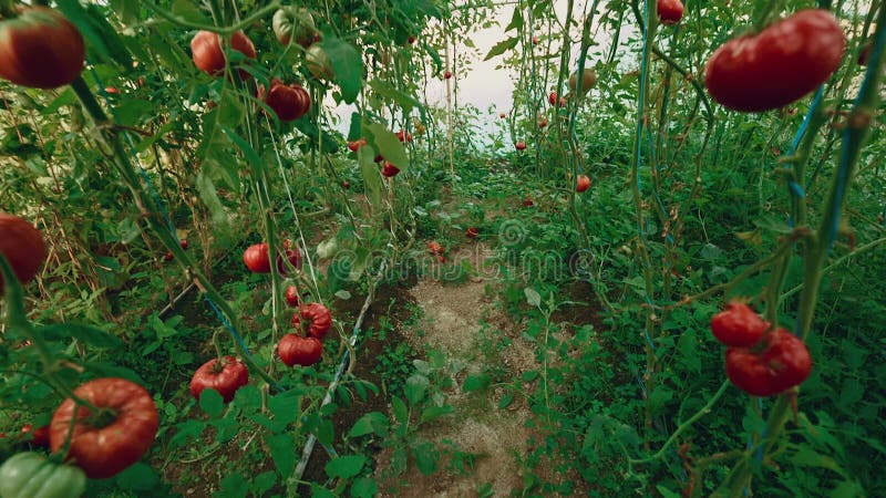 Crane-Jib Shot de tomates orgânicos do produto local com videira e folha na estufa