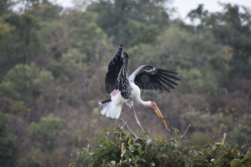 A crane is a Kind of Large Bird with a Long Neck and Long Legs. Stock