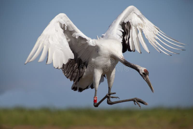 Crane in sky