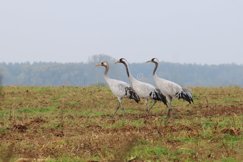 Crane trio in field near Hermannshof in Germany