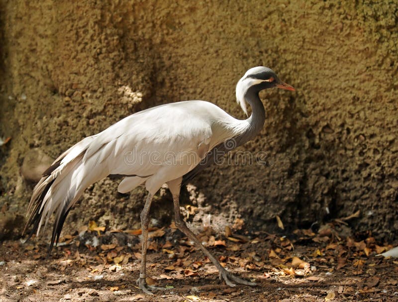 Crane walking stock photo. Image of nature, africa, walking 15033254