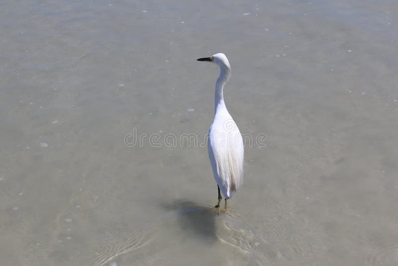 Crane walking in water stock image. Image of birds, coloful 44284233