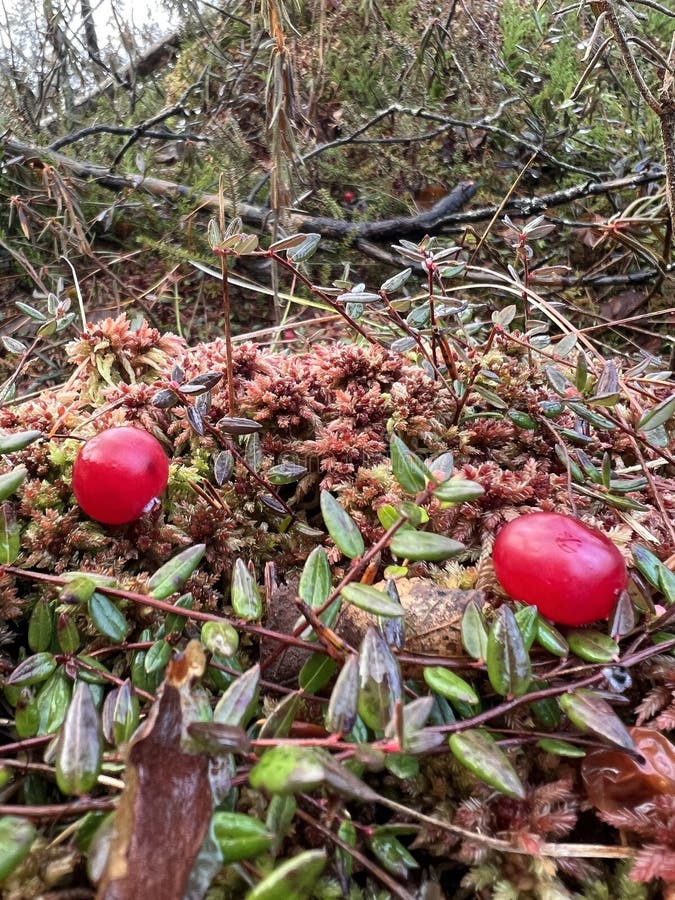 Craneberry in a swamp stock photo. Image of january 266655270