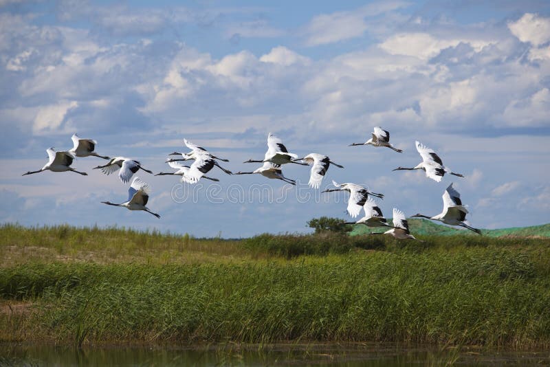 Cranes flying