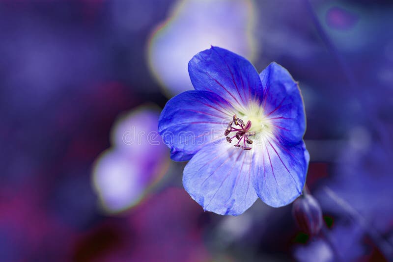 Cranesbill kwiat przeciw purpurowemu błękitnemu tłu (bodziszek) zdjęcie stock Cranesbill kwiat przeciw purpurowemu błękitnemu tłu (bodziszek) zdjęcie stock