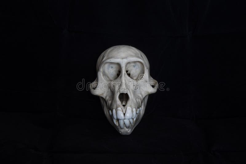 Cranio della scimmia con fondo nero immagini stock libere da diritti Cranio della scimmia con fondo nero immagini stock libere da diritti