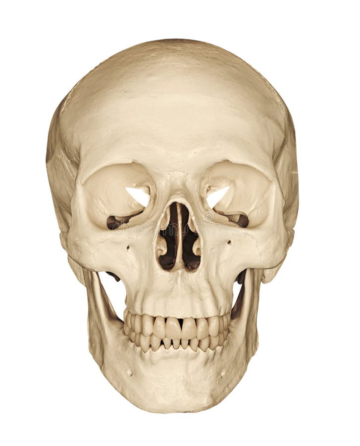 Cranio umano isolato su bianco fotografie stock Cranio umano isolato su bianco fotografie stock