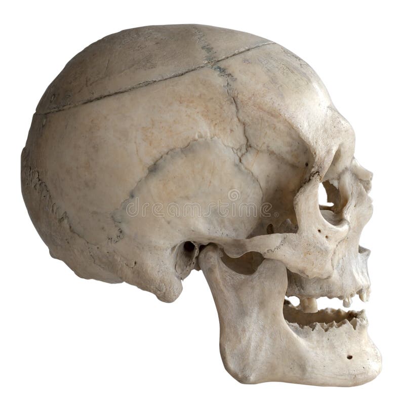 Cranio umano isolato su bianco, primo piano fotografie stock libere da diritti Cranio umano isolato su bianco, primo piano fotografie stock libere da diritti